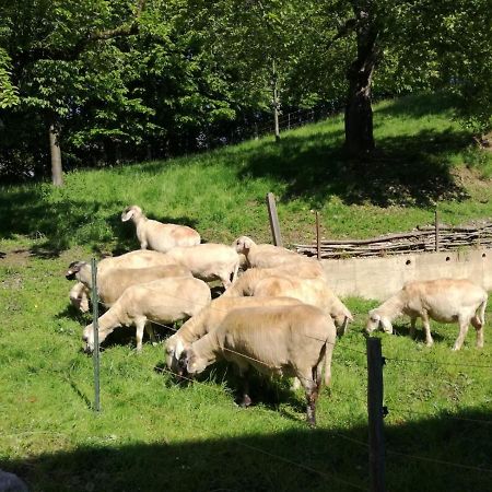 Landhof Ella - Ferienhaus Vor Den Toren Salzburgs Petting Exterior foto